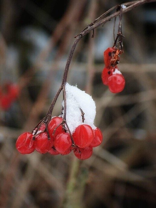 Beelden vanuit de tuin van de Hulsterplas, alsof het echt winter was - Foto: Femmie Smink