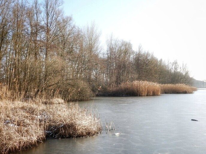 Ook bij Bijkersplas, Brouwersgat in Vinkenbuurt had het gesneeuwd - Foto: Femmie Smink
