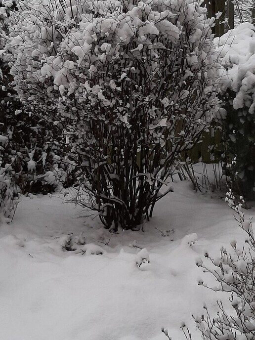 Foto’s sneeuw: Dag 4 donderdag en Map 1 - Foto: Ingezonden foto