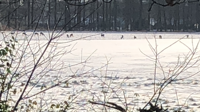 Nu zelfs elf reeën - Foto: Ingezonden foto