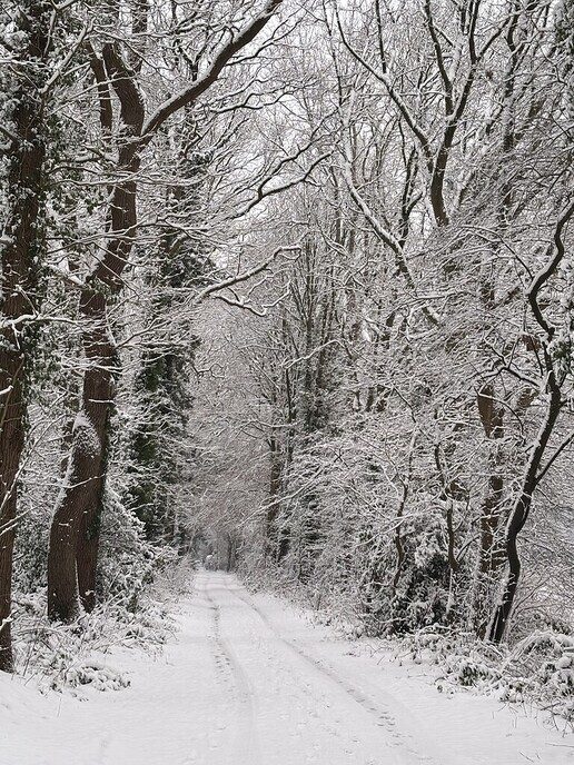 Nieuwe dag, nieuwe sneeuwfoto’s Dag 2 map 1 - Foto: Ingezonden foto