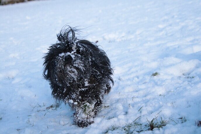Prachtig: de sneeuwfoto’s (map1 dag 1) foto’s hagelen binnen (update) - Foto: Ingezonden foto
