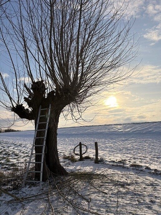 Mooie winterfoto’s knotwilgen ploeg - Foto: Ingezonden foto