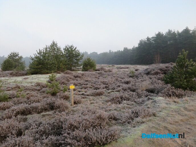 Vroege wandeling Hoonhorst/ Kogelvanger met zon? - Foto: Wim