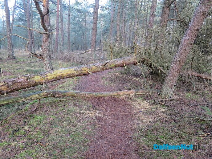 Vroege wandeling Hoonhorst/ Kogelvanger met zon? - Foto: Wim