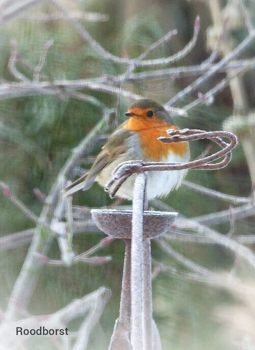 Vogels hebben een naam, maar ze luisteren niet - Foto: Femmie Smink