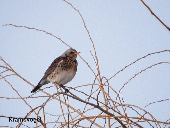 Vogels hebben een naam, maar ze luisteren niet - Foto: Femmie Smink