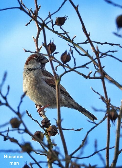 Vogels hebben een naam, maar ze luisteren niet - Foto: Femmie Smink