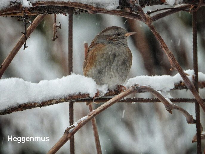 Vogels hebben een naam, maar ze luisteren niet - Foto: Femmie Smink