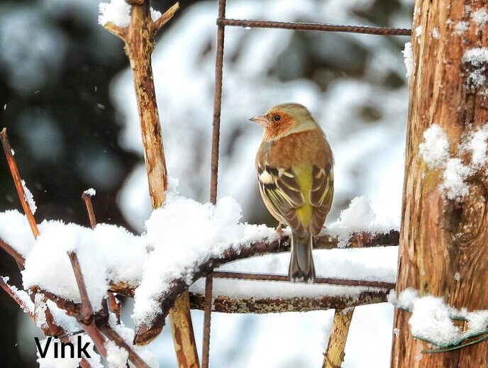 Vogels hebben een naam, maar ze luisteren niet - Foto: Femmie Smink