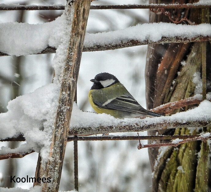 Vogels hebben een naam, maar ze luisteren niet - Foto: Femmie Smink