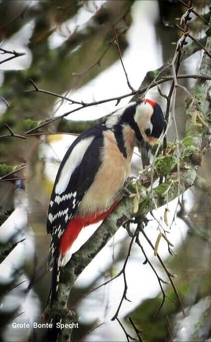 Vogels hebben een naam, maar ze luisteren niet - Foto: Femmie Smink