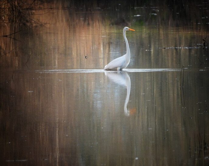 Sierlijke reigers - Foto: Femmie Smink