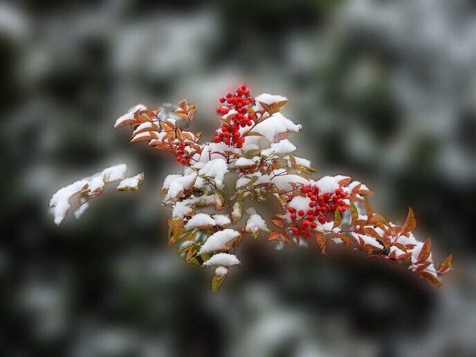 Beelden vanuit de tuin van de Hulsterplas, alsof het echt winter was - Foto: Femmie Smink