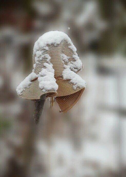 Beelden vanuit de tuin van de Hulsterplas, alsof het echt winter was - Foto: Femmie Smink