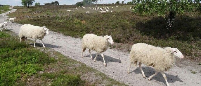 Projectbesluit natuurherstel Arriën ter inzage - Foto: Ingezonden foto