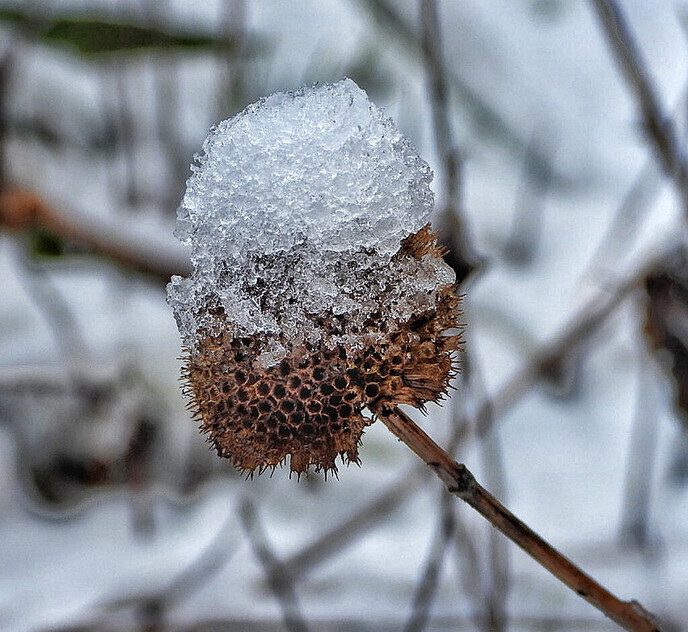 Kleur en variatie in de sneeuw - Foto: Femmie Smink