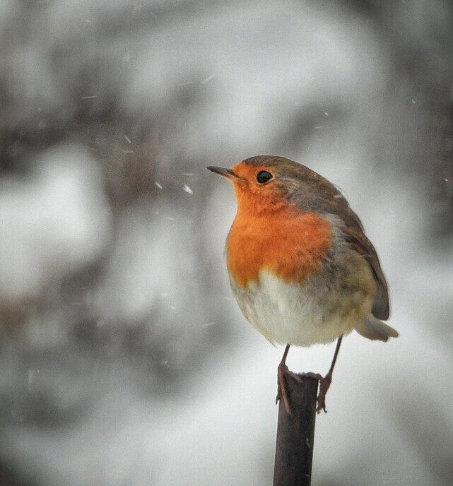 Sfeer- winterfoto’s Femmie - Foto: Femmie Smink