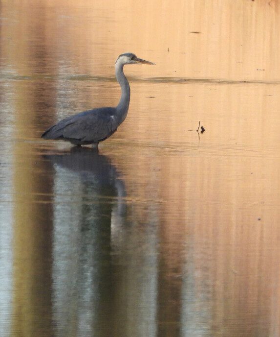 Sierlijke reigers - Foto: Femmie Smink