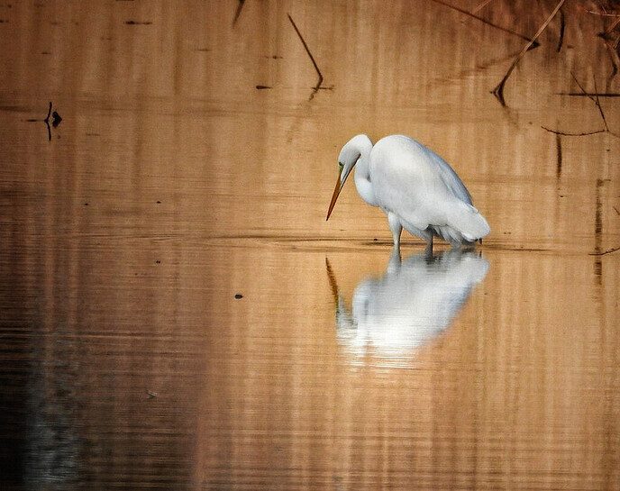 Sierlijke reigers - Foto: Femmie Smink