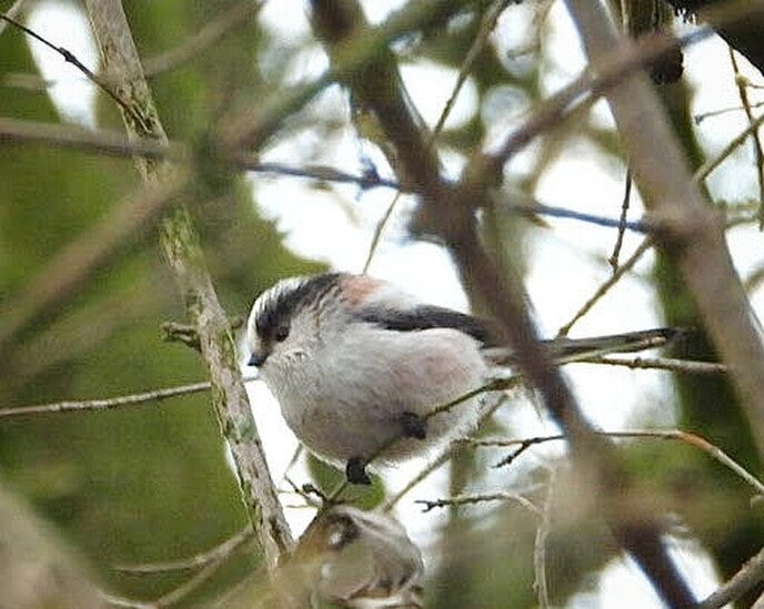 Waarnemingen van de natuurfotograaf - Foto: Femmie Smink