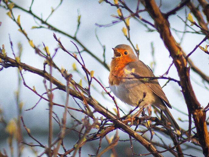 IVN Vogelzangcursus - Foto: Ingezonden foto
