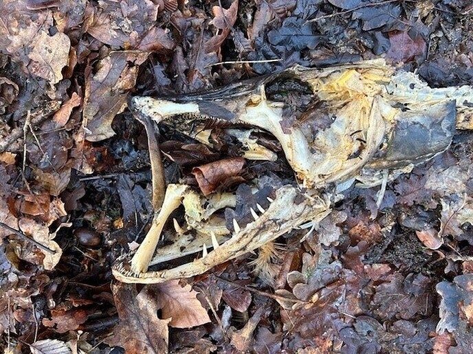Vis, ja een joekel - Foto: Ingezonden foto