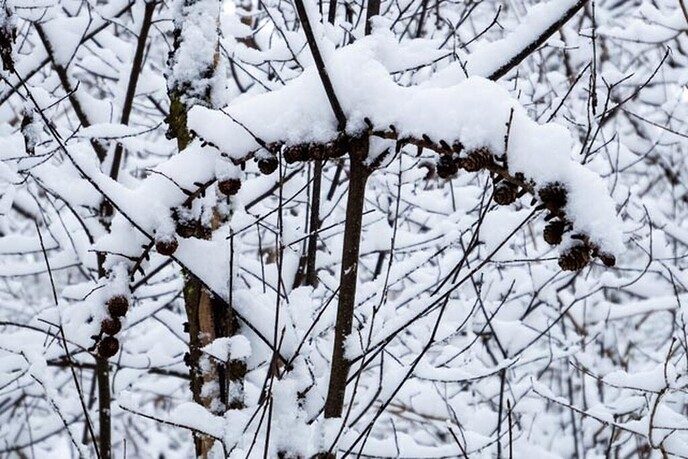 Een nieuwe serie sneeuwfoto’s (2), het aanbod is groot - Foto: Ingezonden foto