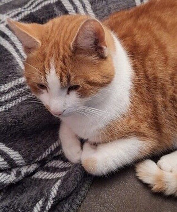 Kater vermist - Foto: Ingezonden foto