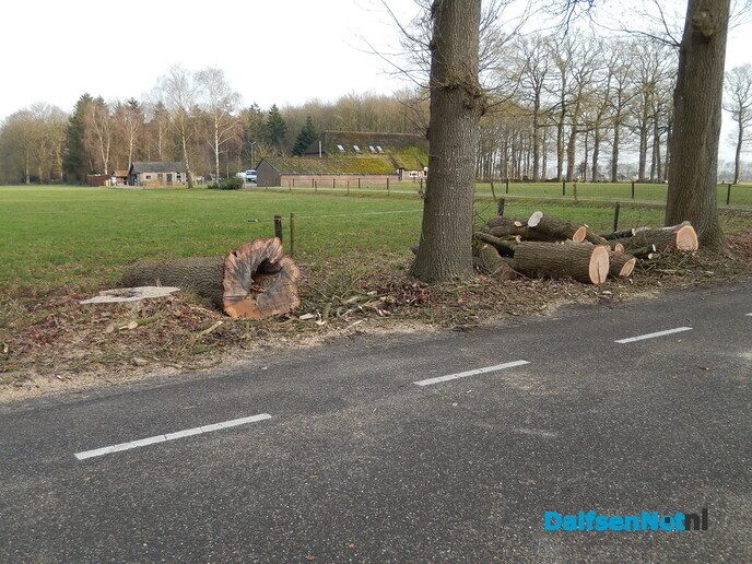 Tijd van het jaar om te snoeien - Foto: Willy