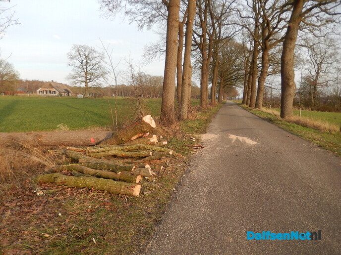 Tijd van het jaar om te snoeien - Foto: Willy