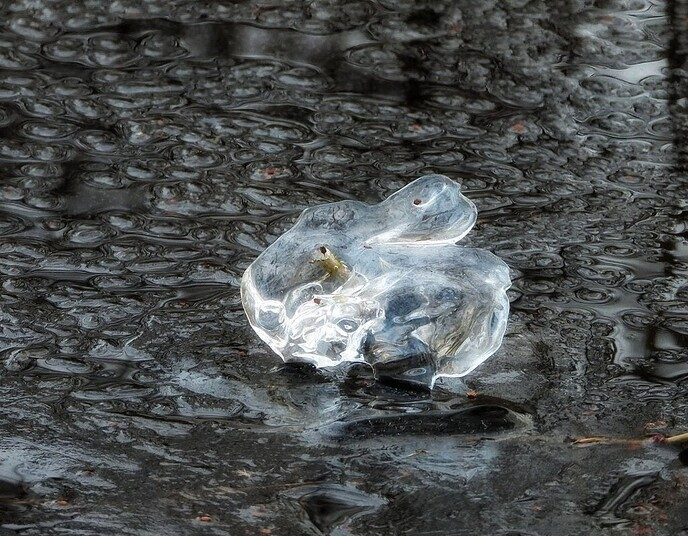Gisteren was het nog ijzig koud, maar een natuurfotograaf zit daar mee - Foto: Femmie Smink