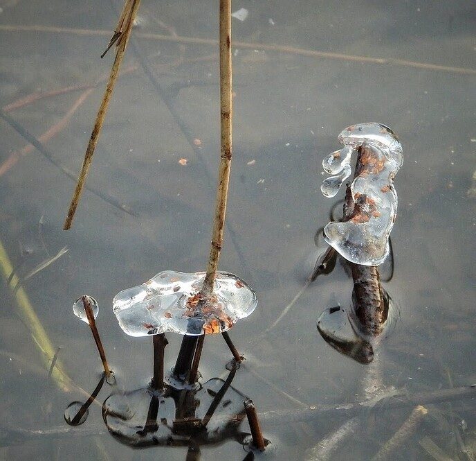 Gisteren was het nog ijzig koud, maar een natuurfotograaf zit daar mee - Foto: Femmie Smink