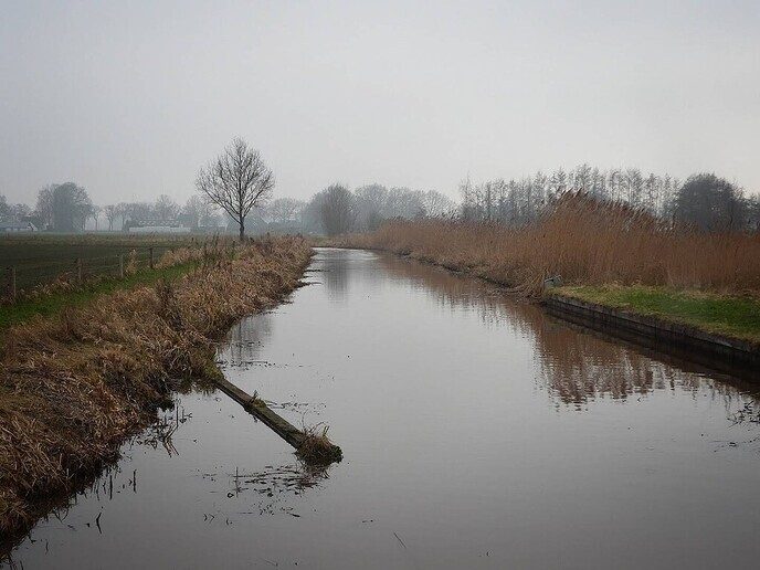 Nieuwleusen Noord komt in bloei - Foto: Femmie Smink