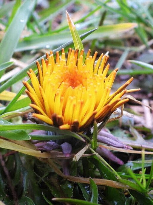 Nieuwleusen Noord komt in bloei - Foto: Femmie Smink