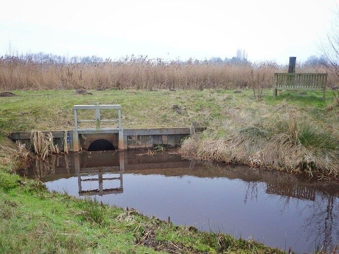 Nieuwleusen Noord komt in bloei - Foto: Femmie Smink