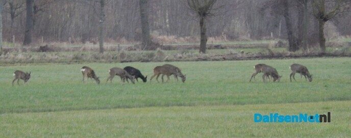 Zijn de reeën van de Stokte naar Hoonhorst gevlucht? - Foto: Willy