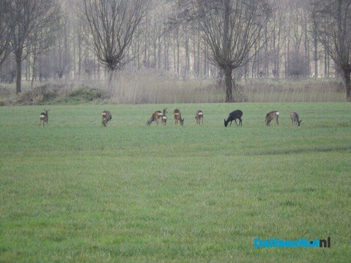 Zijn de reeën van de Stokte naar Hoonhorst gevlucht? - Foto: Willy