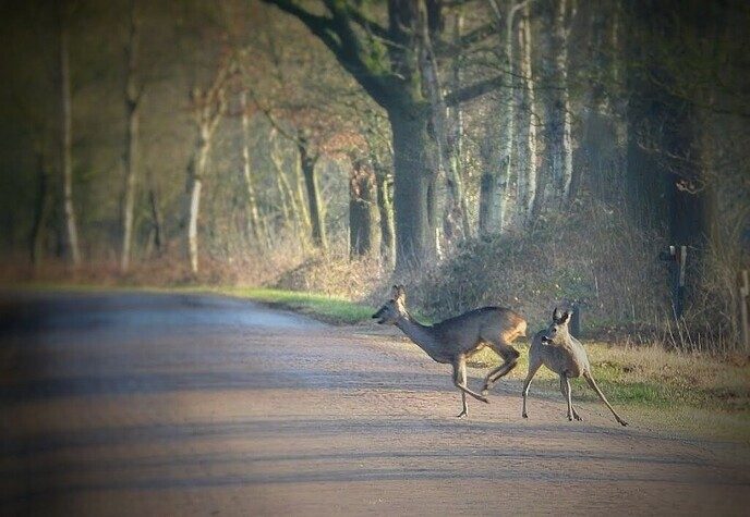 Magnifieke aanblik 2 reeën: op camera - Foto: Femmie Smink