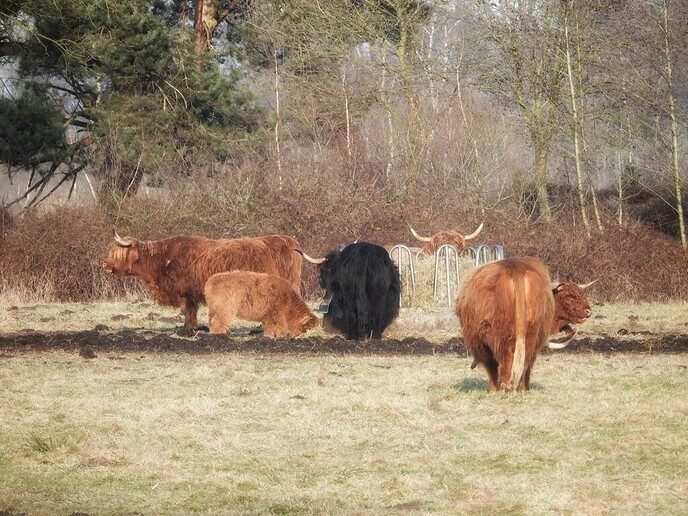 Natuurgebied in de Pieperij - Foto: Femmie Smink