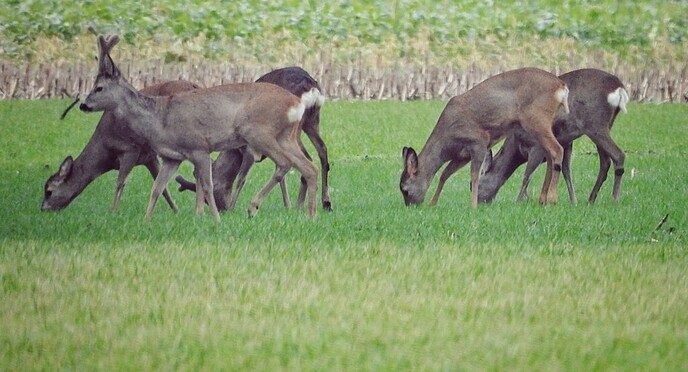 Prachtige kudde reeën in Nieuwleusen - Foto: Femmie Smink