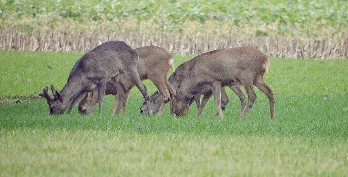 Prachtige kudde reeën in Nieuwleusen - Foto: Femmie Smink