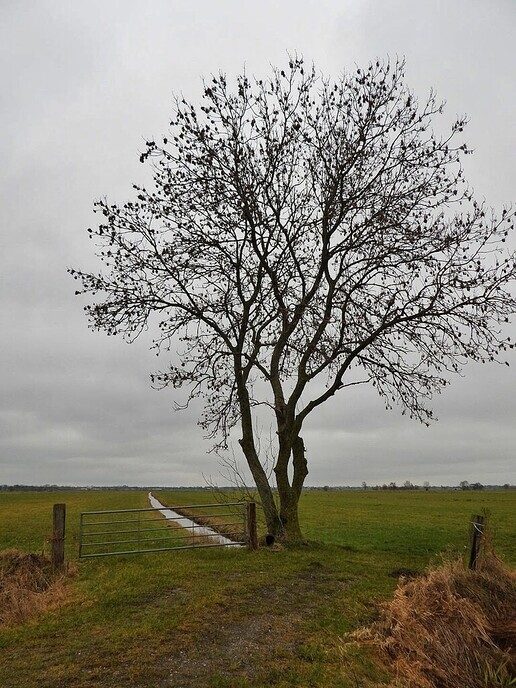 Goudentijden voor de natuurfotograaf komt er aan - Foto: Femmie Smink