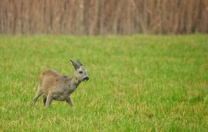 Goudentijden voor de natuurfotograaf komt er aan - Foto: Femmie Smink