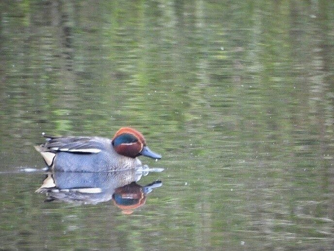 Goudentijden voor de natuurfotograaf komt er aan - Foto: Femmie Smink