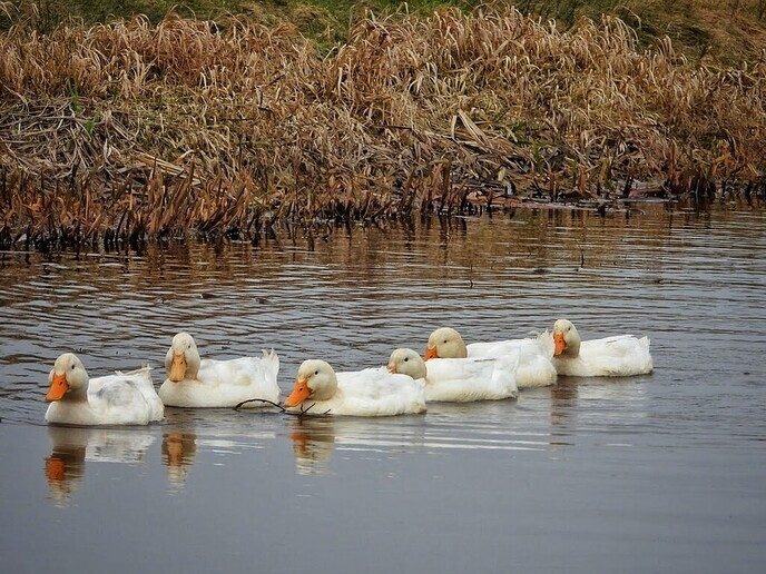 Femmie als natuurfotograaf met de camera op eendenjacht - Foto: Femmie Smink