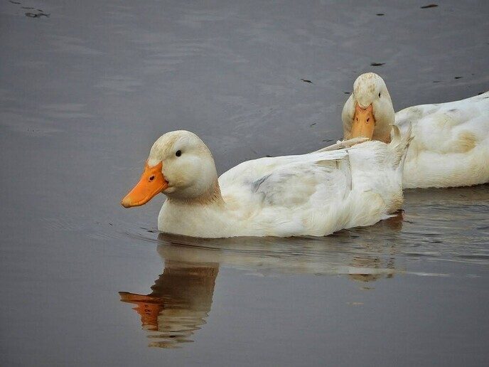Femmie als natuurfotograaf met de camera op eendenjacht - Foto: Femmie Smink