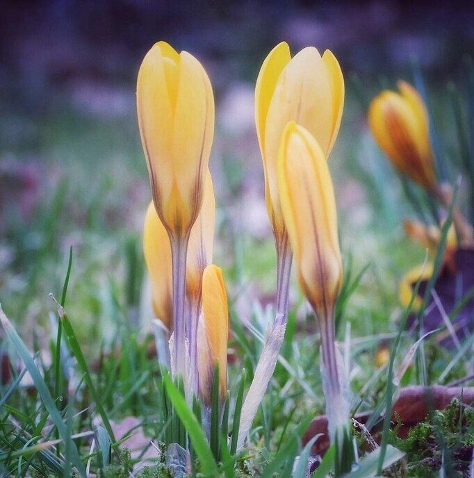 De lente - Foto: Femmie Smink