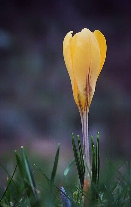 De lente - Foto: Femmie Smink