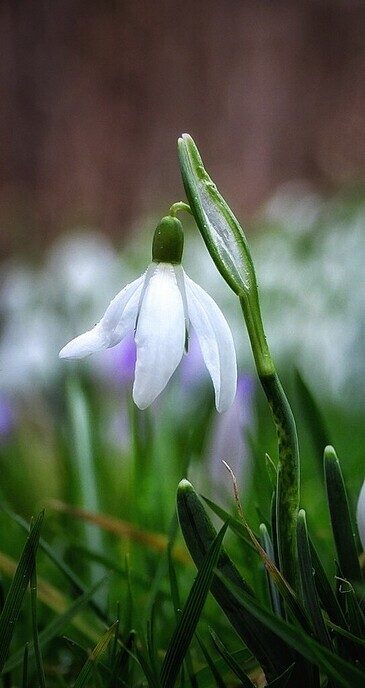 De lente - Foto: Femmie Smink